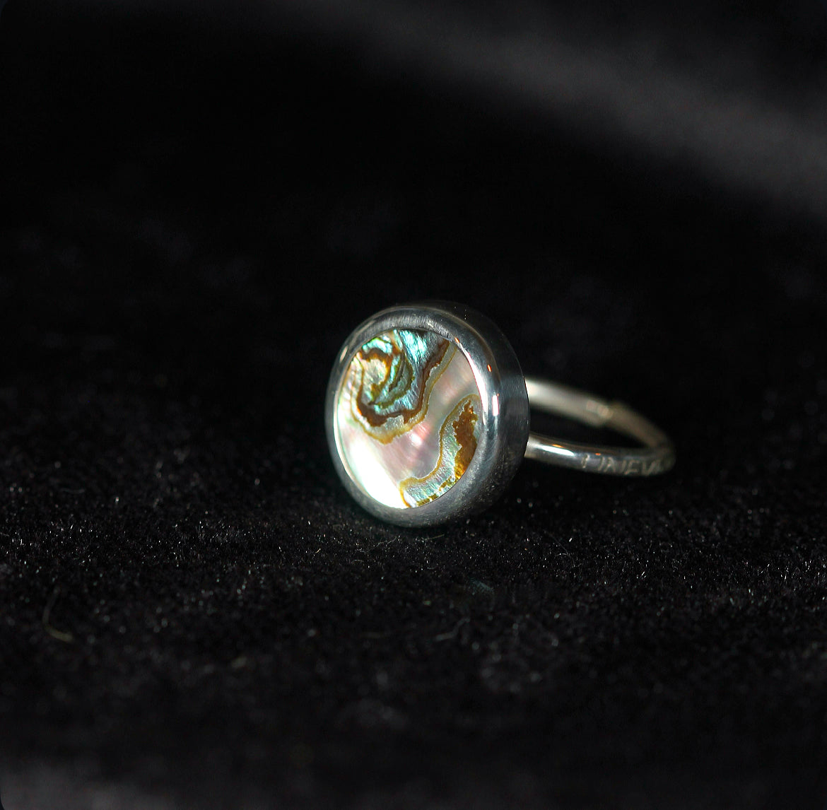 Abalone Shell